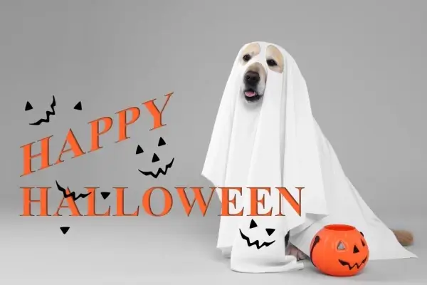 Happy Halloween from Nexa Mortgage